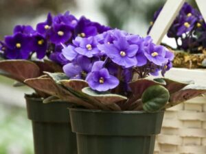 African Violet (Saintpaulia)