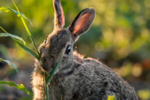 Are Snake Plants Toxic To Rabbits