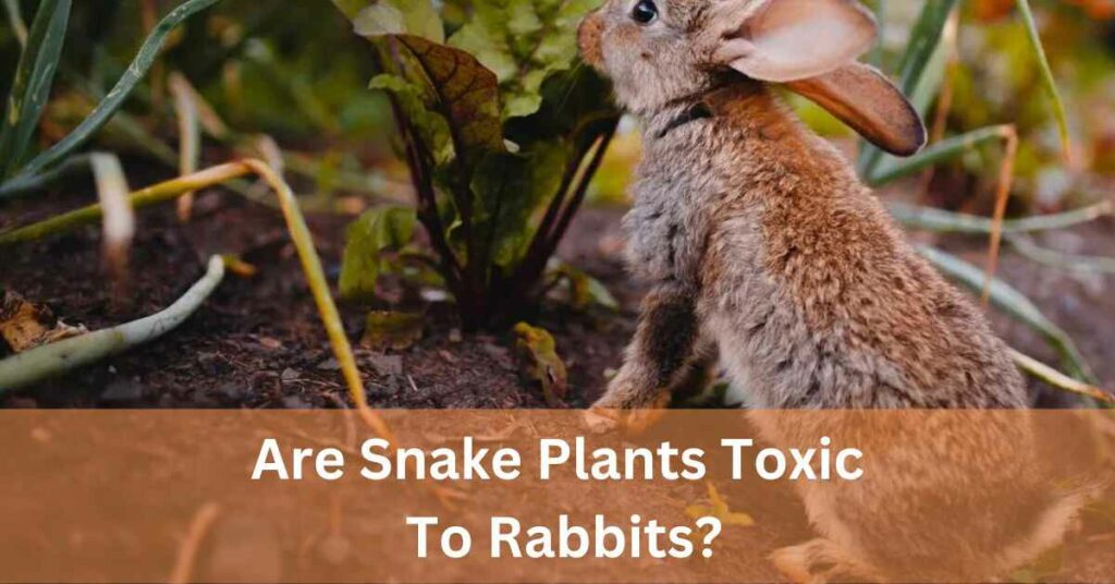 Are Snake Plants Toxic To Rabbits?