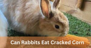 Can rabbits eat cracked corn