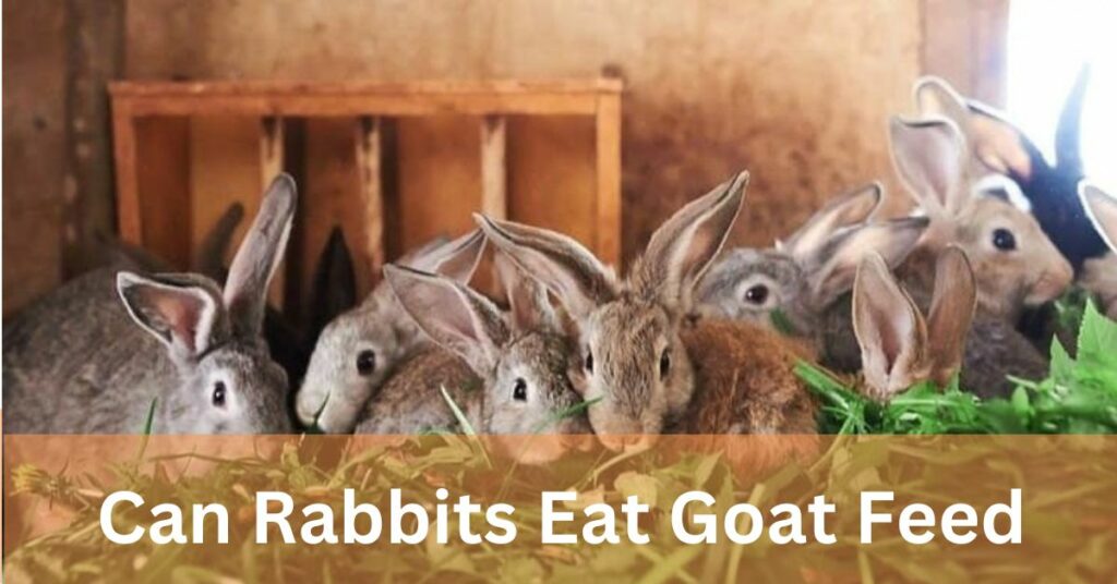 Can Rabbits Eat Goat Feed