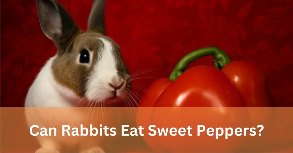 Can Rabbits Eat Sweet Peppers