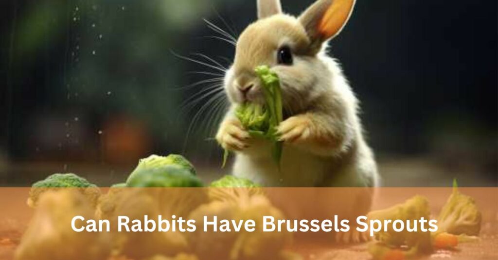 Can Rabbits Have SBrussel sprouts