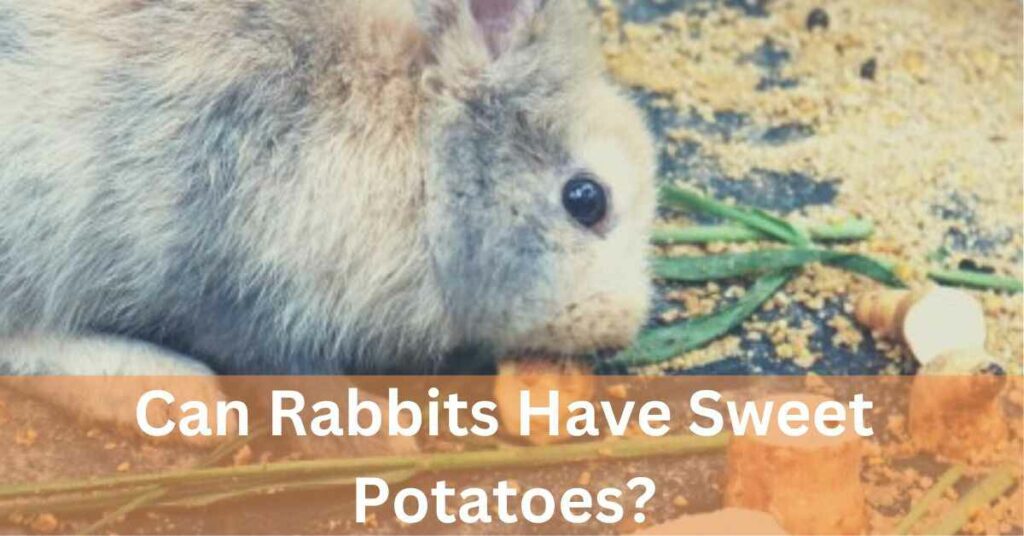 Can rabbits have sweet potatoes