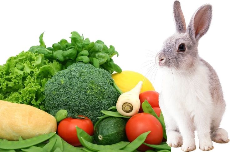 Diversifying Your Rabbit's Diet