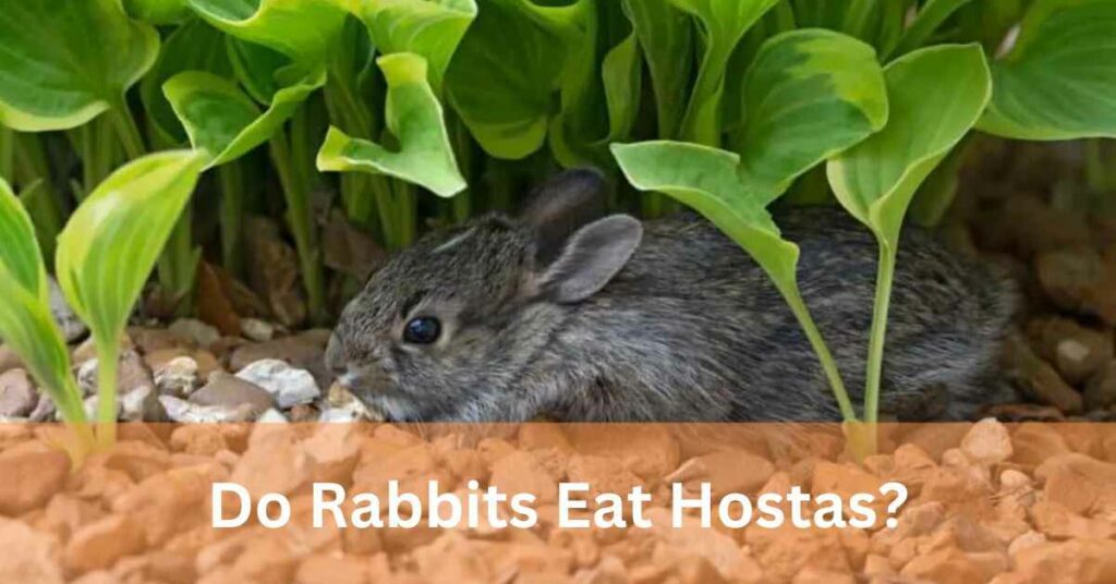 Do rabbits eat hostas