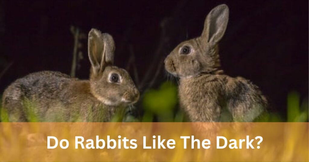 Do Rabbits Like The Dark?