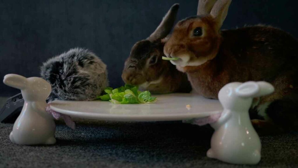 How Many Brussels Sprouts Can You Give To Your Rabbits