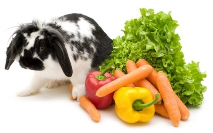 How Much Sweet Peppers Can You Give To Rabbits