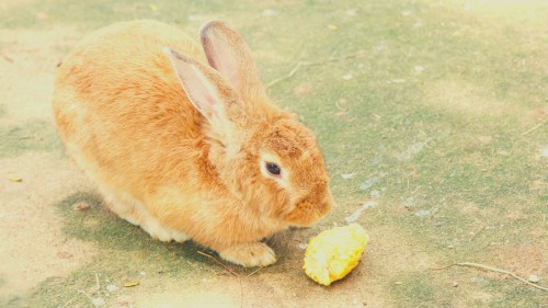 How To Serve Cracked Corn To Rabbits