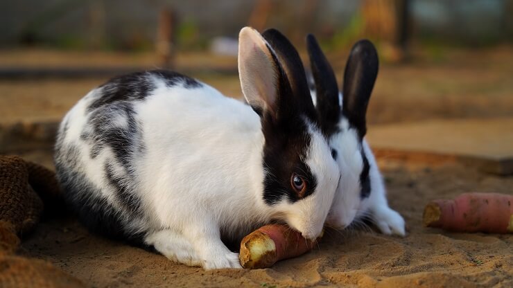 Observing Your Rabbit's Response