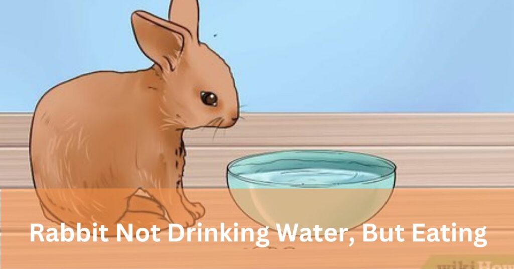 Rabbit Not Drinking Water, But Eating