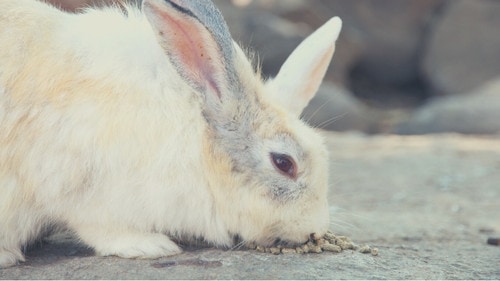 Reasons Behind Why Do Rabbits Lay In Their Poop