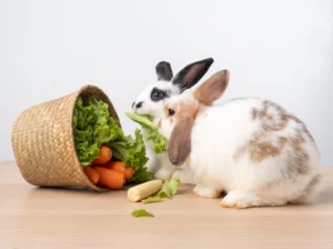 Understanding Rabbit Diets