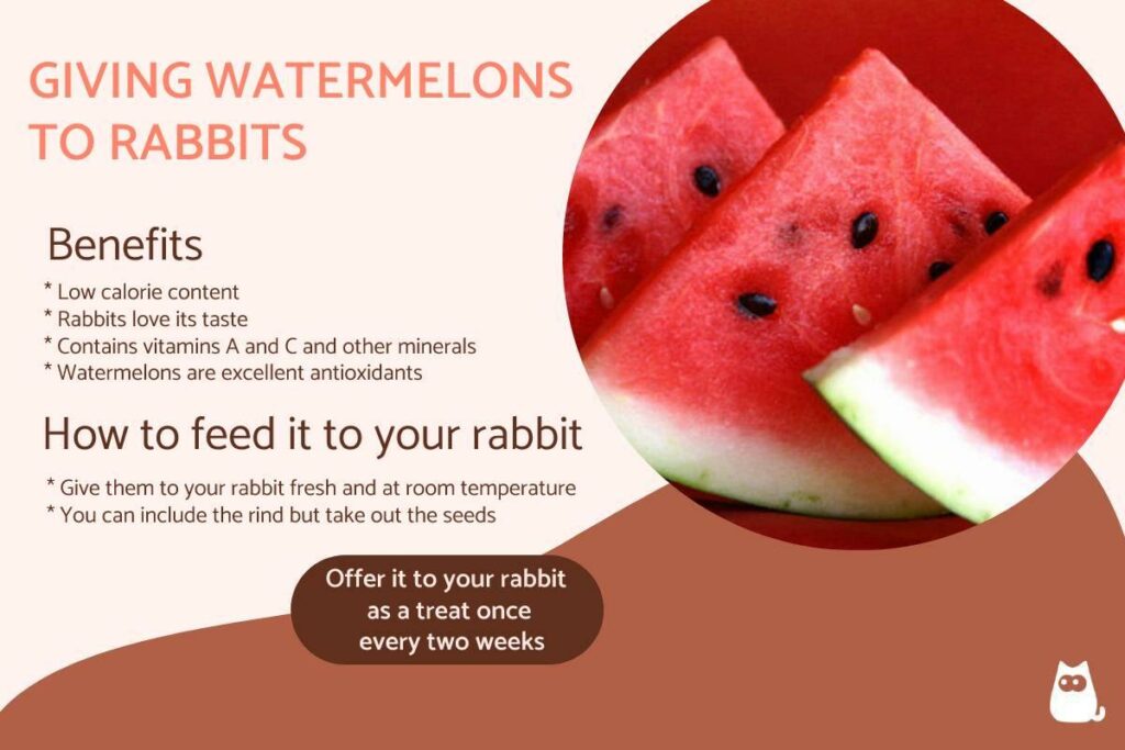 Safety Tips For Offering Watermelon To Rabbits