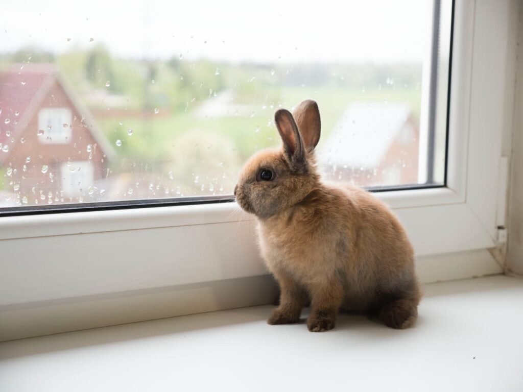 Seasonal Shedding and Fur Transformation: