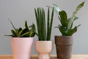 The Allure Of Snake Plants