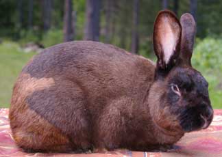 The Nature Of Rabbit Fur