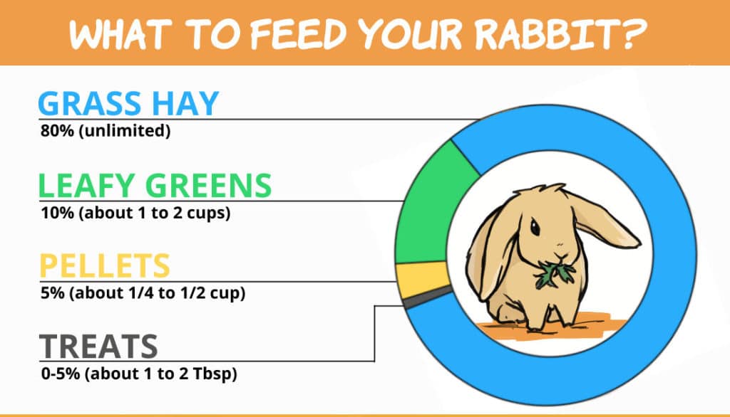 Understanding rabbits diet