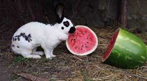 Understanding The Challenges Of Watermelon Rind For Rabbits