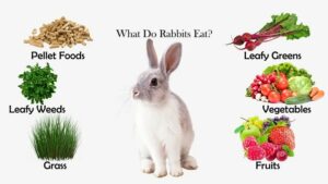 Understanding What Rabbits Eat