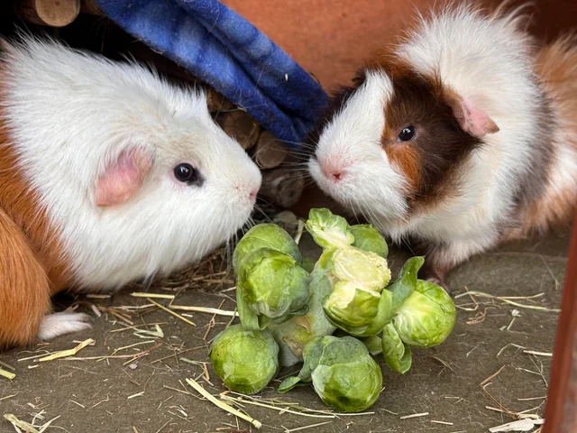 What Are The Benefits Of Giving Brussels Sprouts To Rabbits