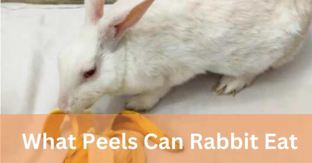 What peels can rabbit eat