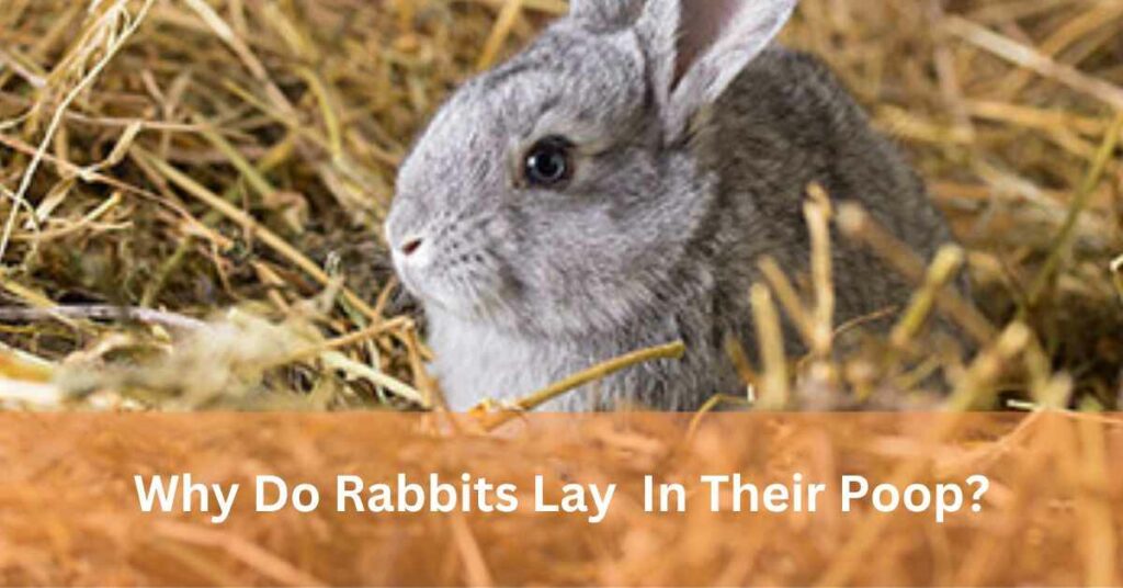 Why do rabbits lay in their poop
