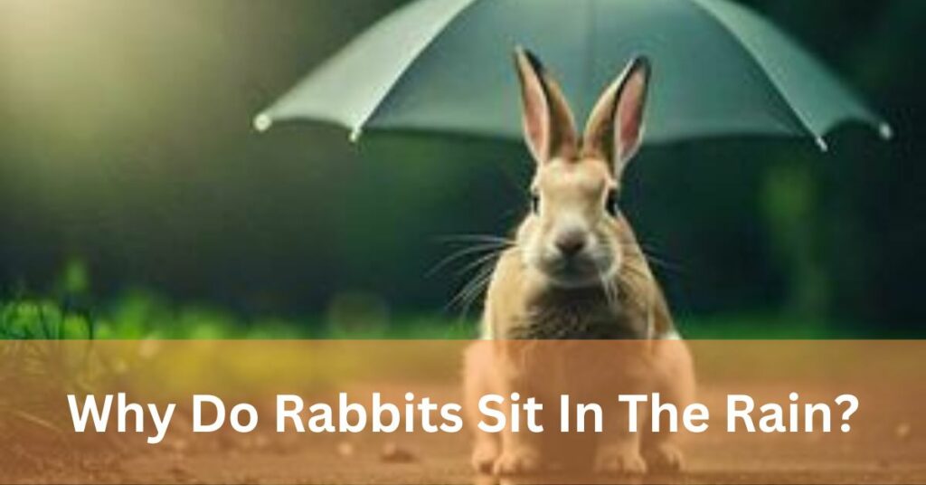 Why Do Rabbits Sit In The Rain?