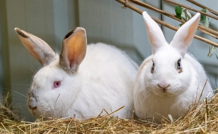 Why It's Important To Prevent Rabbits From Cracked Corns