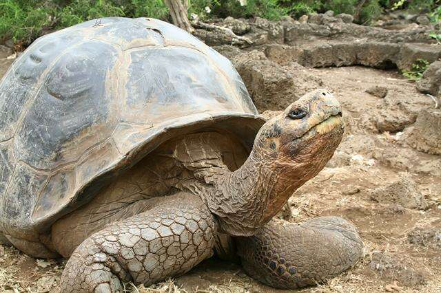  Abingdon Island giant tortoise