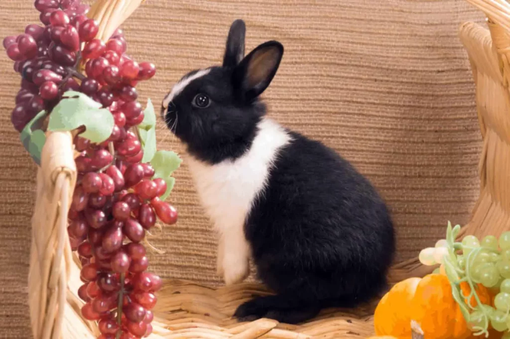 Are Grapes Safe For Rabbits