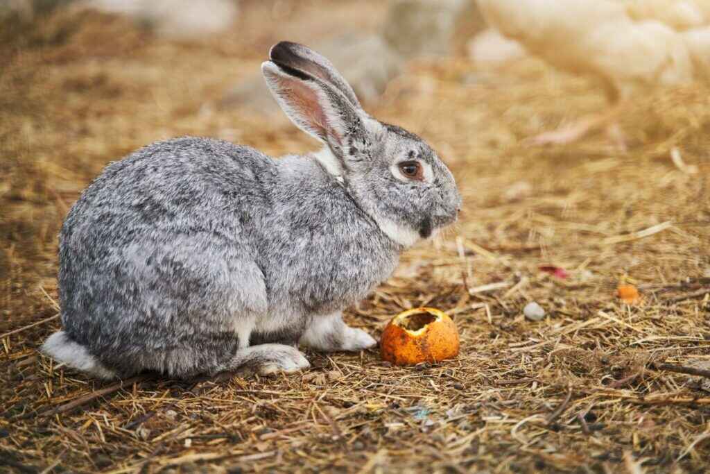 Are Orange Peels Safe For Rabbits