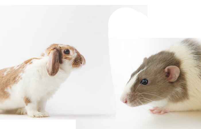 Are Rats A Danger To Rabbits?