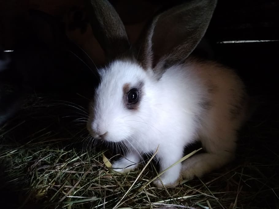 Are There Health Issues That Can Affect A Rabbit's Night Vision