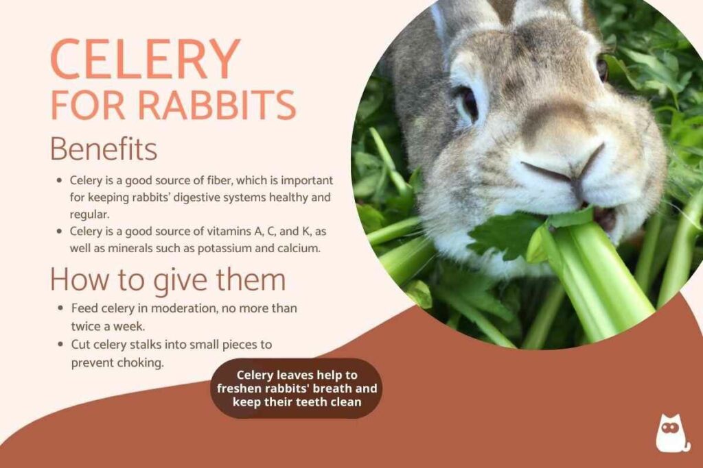 Benefits Of Celery For Rabbits