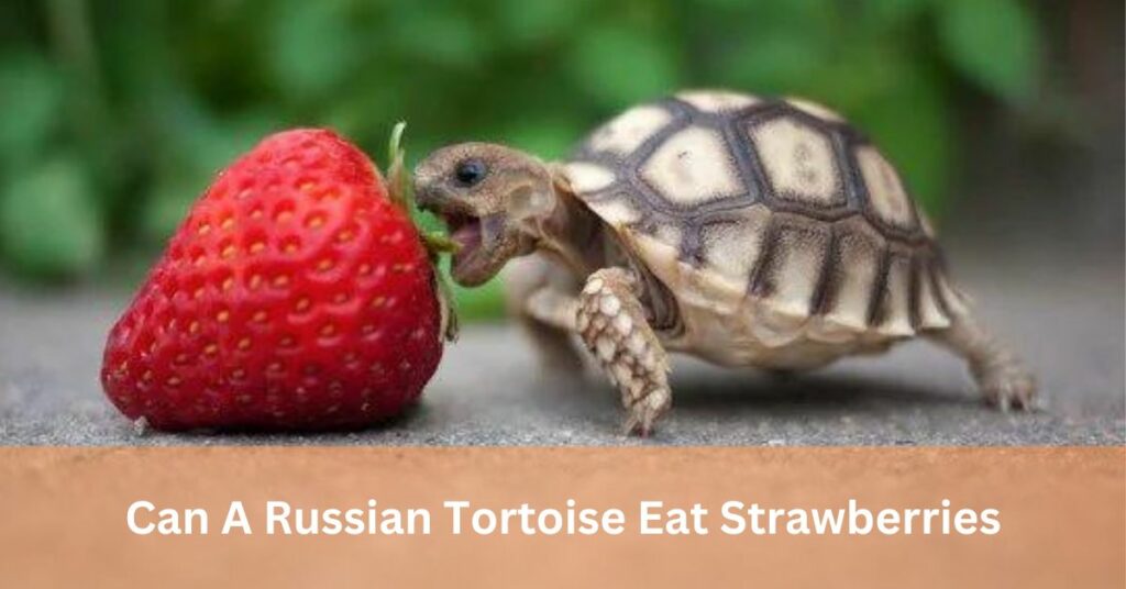 Can A Russian Tortoise Eat Strawberries