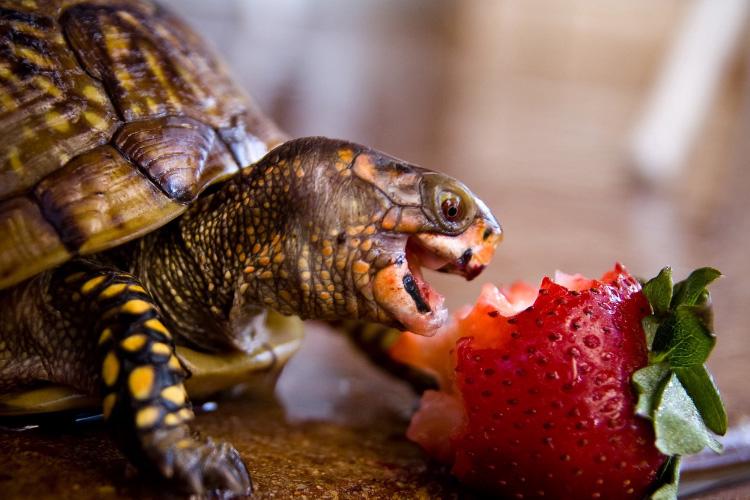 Can A Russian Tortoise Eat Strawberries