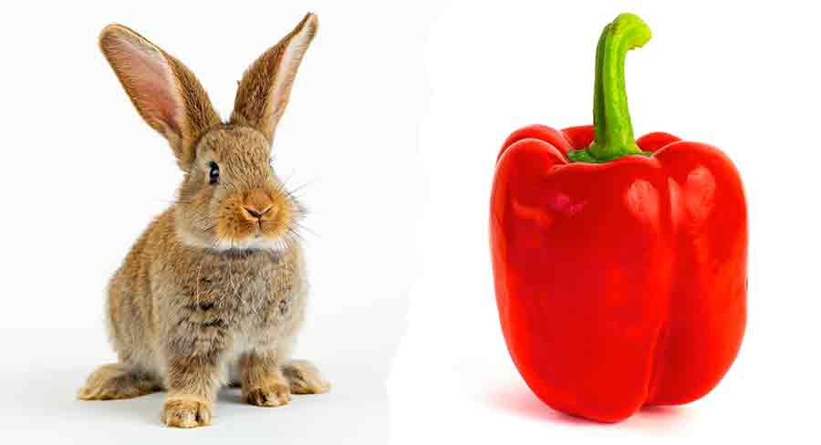 Can Rabbits Eat Bell Pepper Stems 