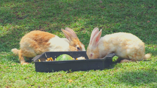 Can Rabbits Eat Bell Peppers Every Day