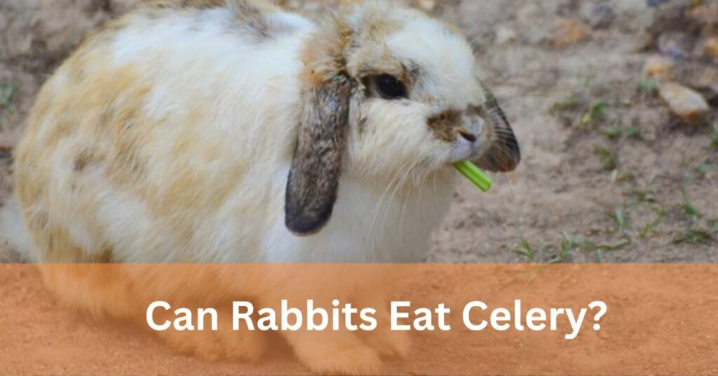 Can Rabbits Have Celery