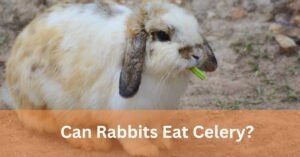 Can Rabbits Have Celery