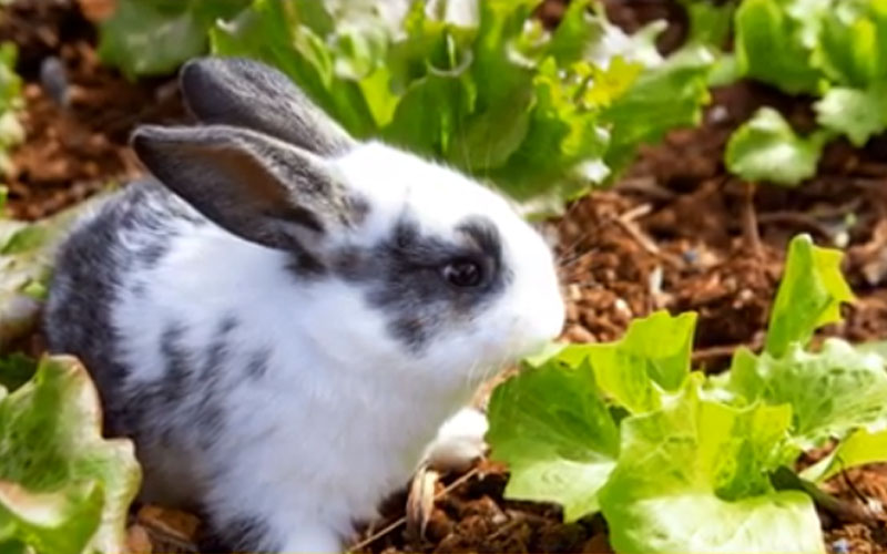 Can Rabbits Eat Iceberg Lettuce