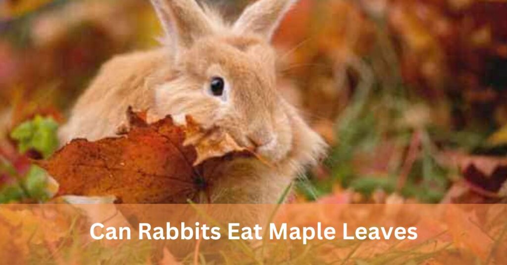 Can Rabbits Eat Maple Leaves
