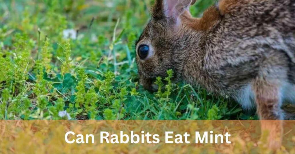 Can Rabbits Eat Mint