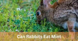 Can Rabbits Eat Mint