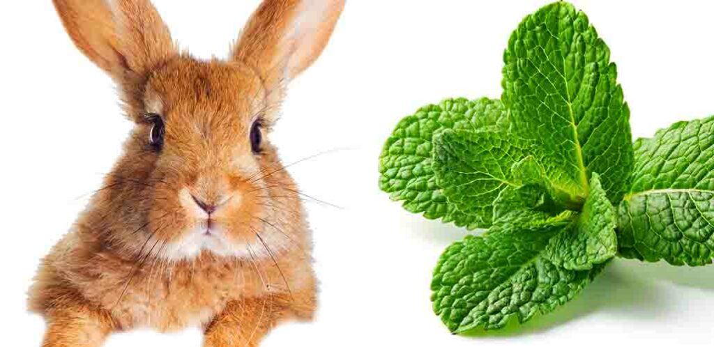 Can Rabbits Eat Mint Every Day