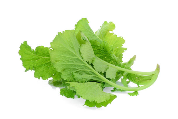 Can Rabbits Eat Mustard Greens stems