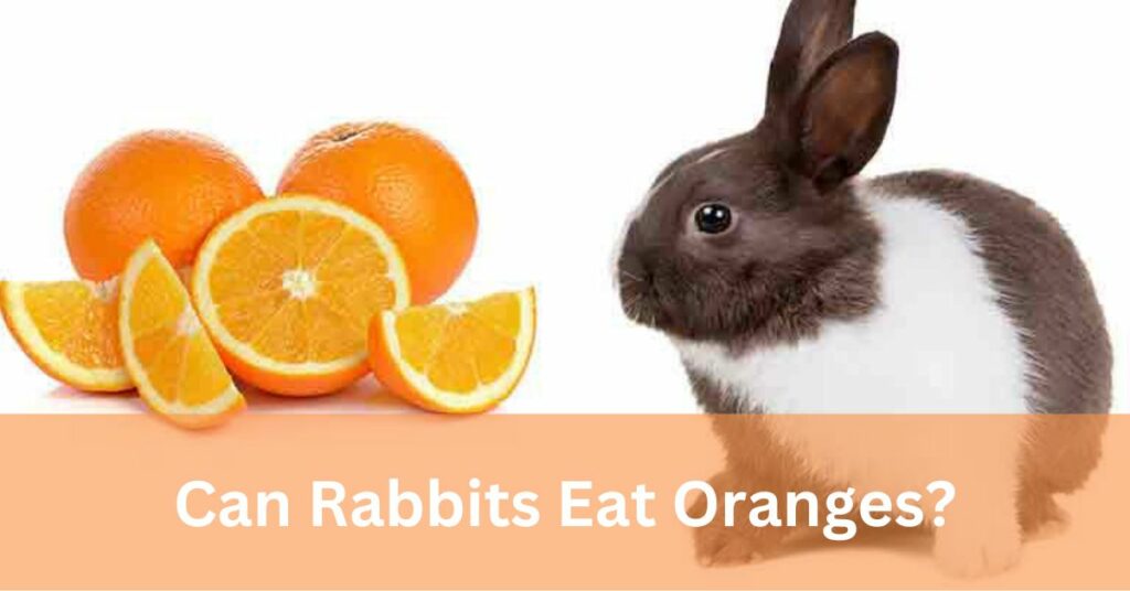 Can Rabbits Eat Oranges
