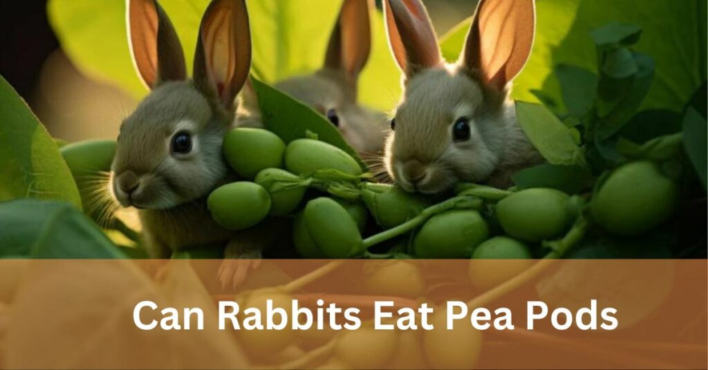 Can Rabbits Eat Pea Pods